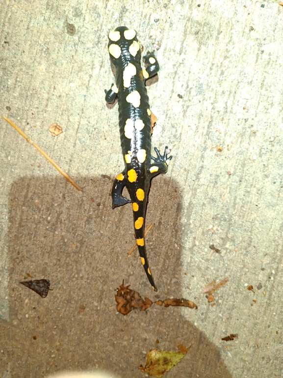 Salamandra infraimmaculata  photographed by רמדאן עיסא 