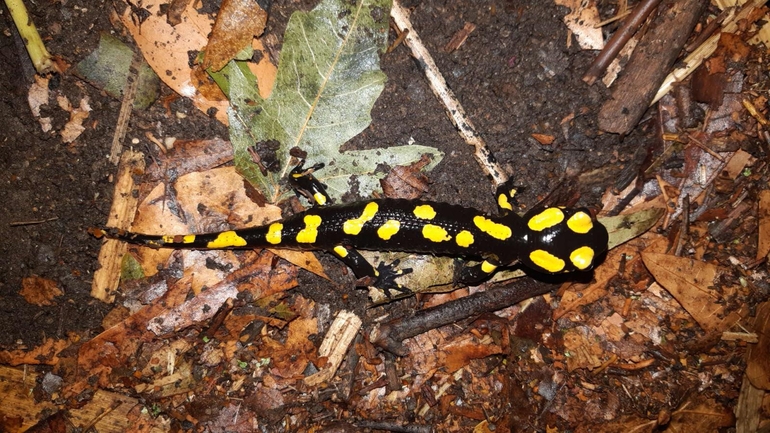 Salamandra infraimmaculata  photographed by רמדאן עיסא 