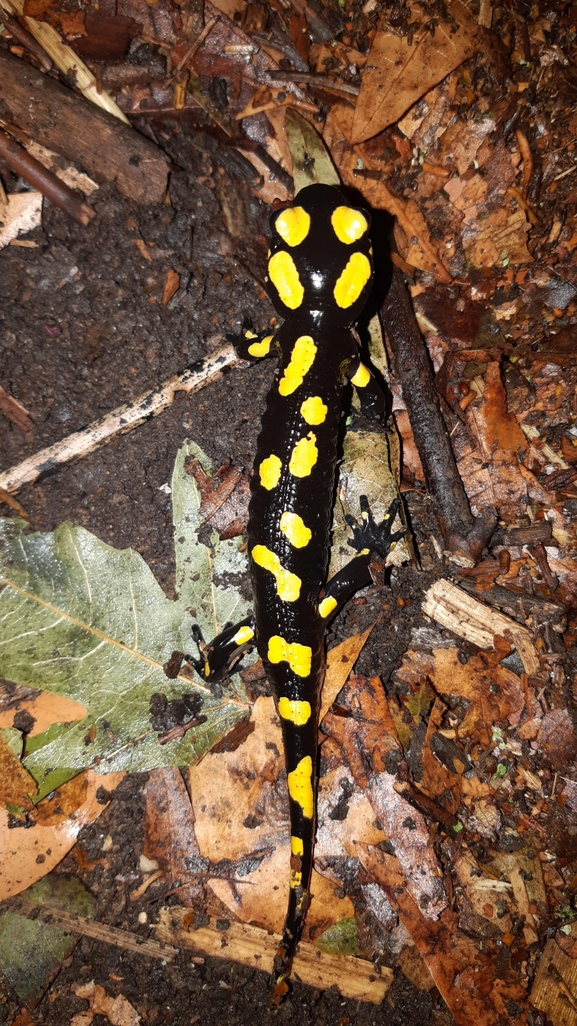 Salamandra infraimmaculata  photographed by רמדאן עיסא 