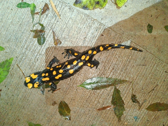 Salamandra infraimmaculata  photographed by רמדאן עיסא 