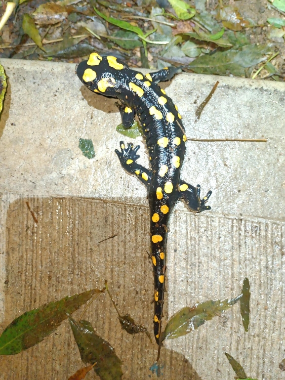 Salamandra infraimmaculata  photographed by רמדאן עיסא 