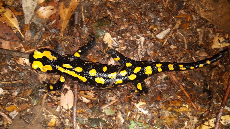 Salamandra infraimmaculata  photographed by רמדאן עיסא 