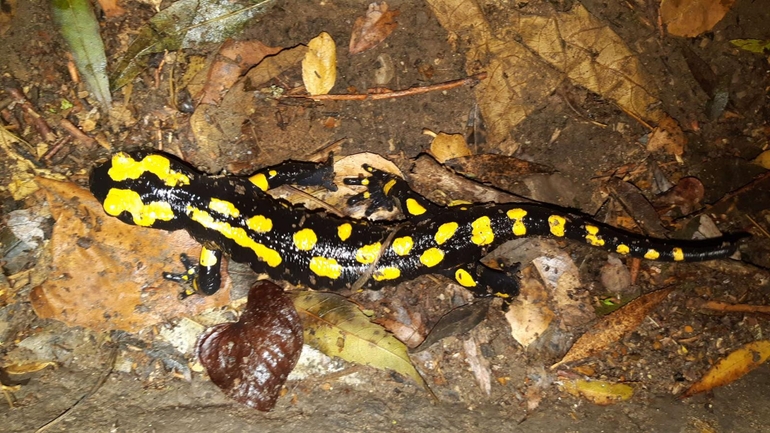 Salamandra infraimmaculata  photographed by רמדאן עיסא 