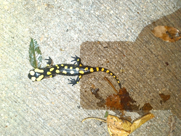 Salamandra infraimmaculata  photographed by רמדאן עיסא 