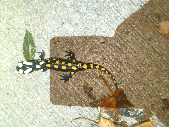 Salamandra infraimmaculata  photographed by רמדאן עיסא 