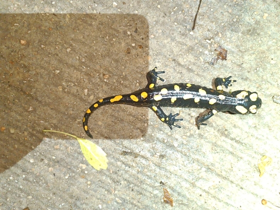 Salamandra infraimmaculata  photographed by רמדאן עיסא 