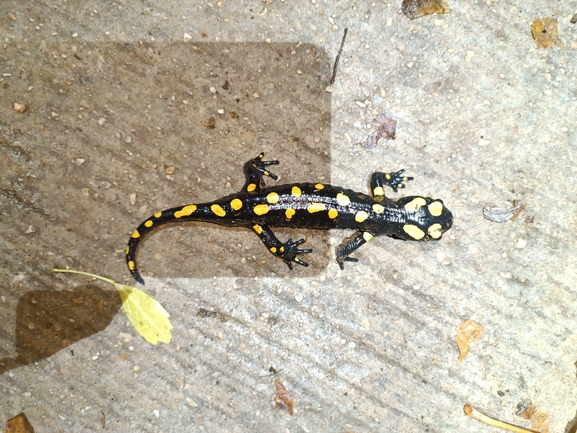 Salamandra infraimmaculata  photographed by רמדאן עיסא 