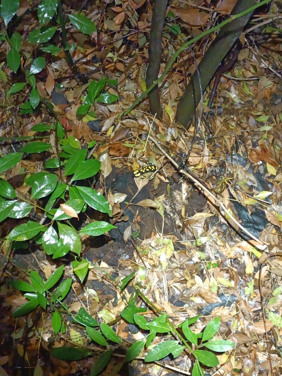 Salamandra infraimmaculata  photographed by רמדאן עיסא 