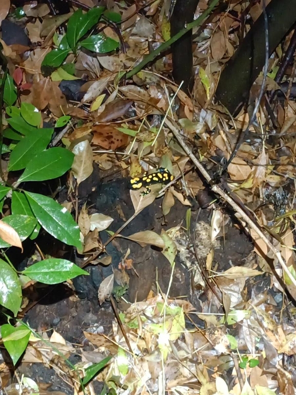 Salamandra infraimmaculata  photographed by רמדאן עיסא 