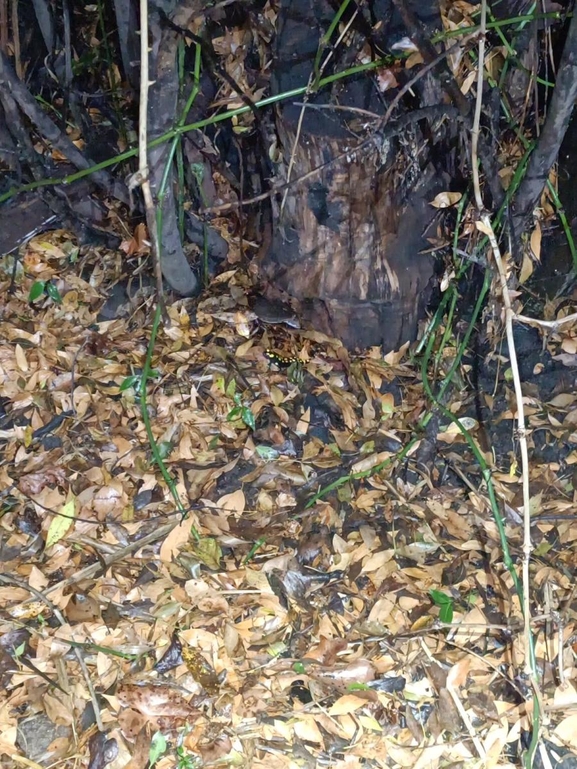 Salamandra infraimmaculata  photographed by רמדאן עיסא 