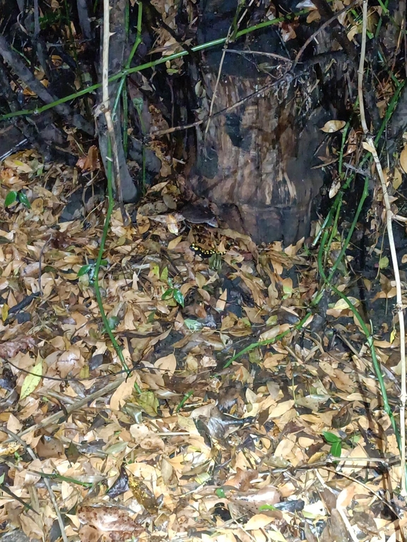 Salamandra infraimmaculata  photographed by רמדאן עיסא 