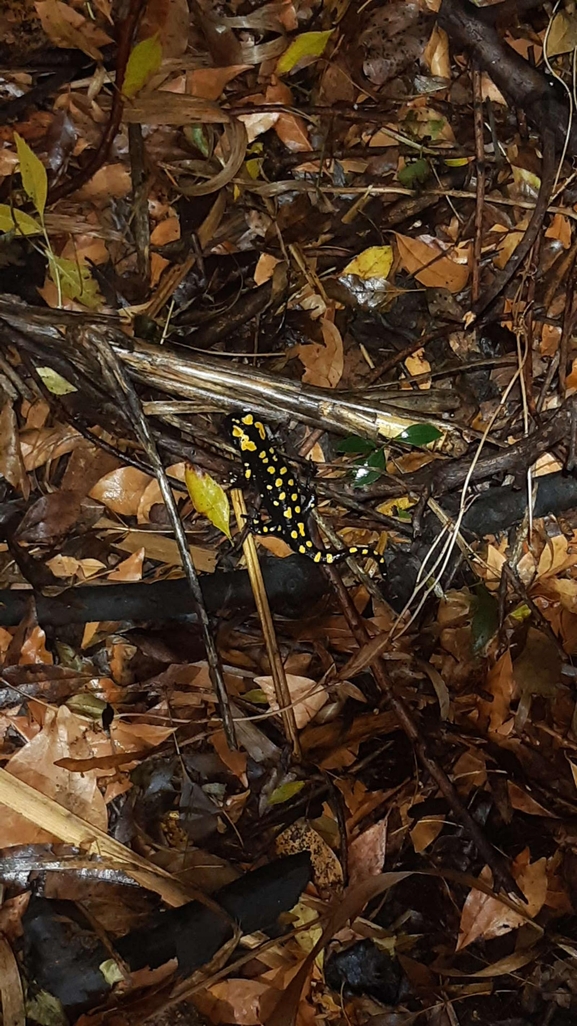 Salamandra infraimmaculata  photographed by רמדאן עיסא 