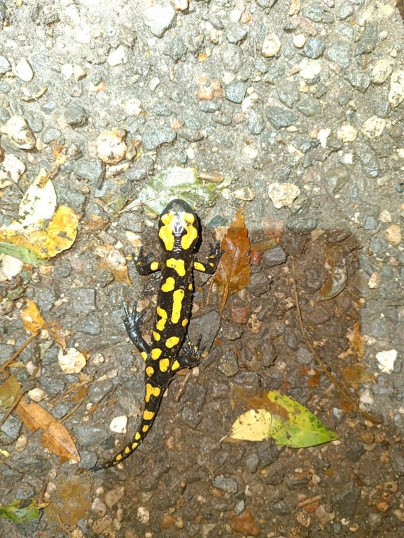 Salamandra infraimmaculata  photographed by רמדאן עיסא 