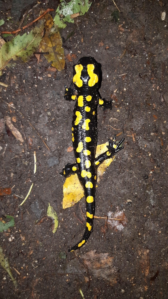 Salamandra infraimmaculata  photographed by רמדאן עיסא 