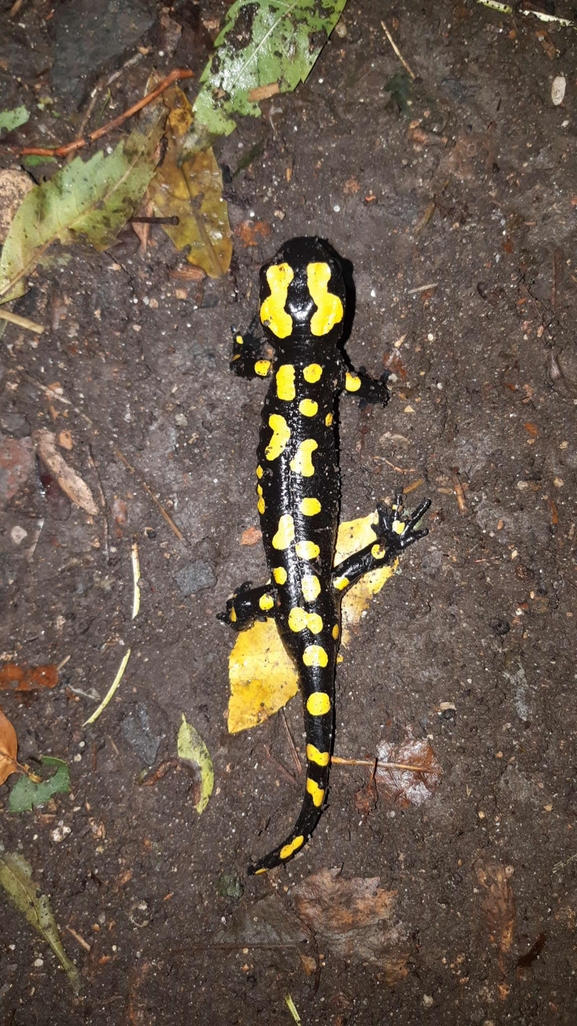 Salamandra infraimmaculata  photographed by רמדאן עיסא 