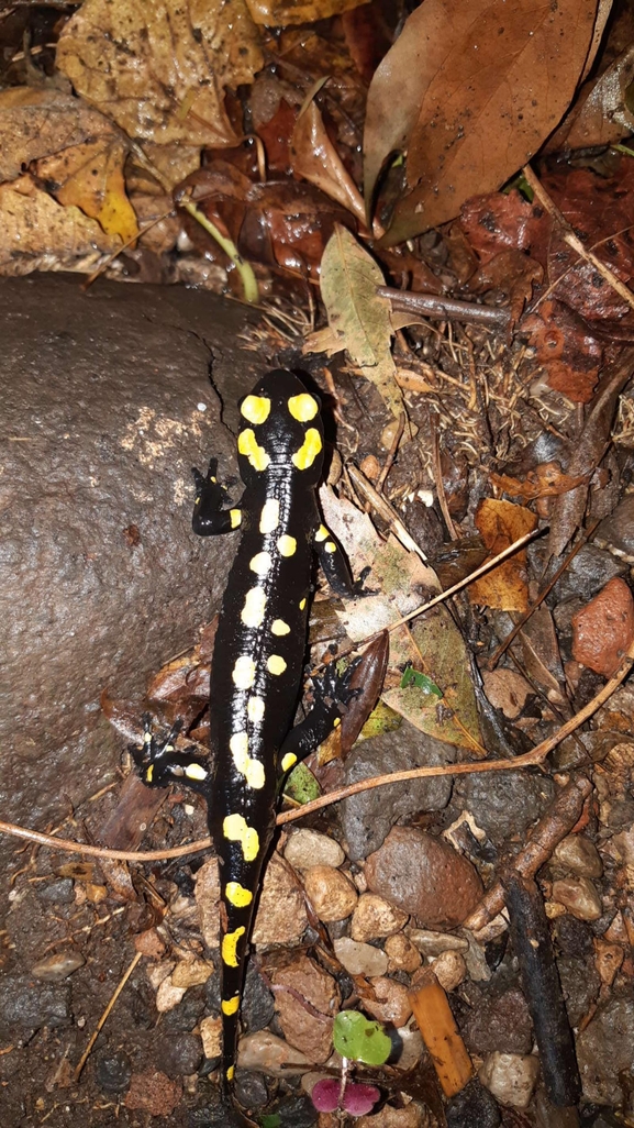 Salamandra infraimmaculata  photographed by רמדאן עיסא 