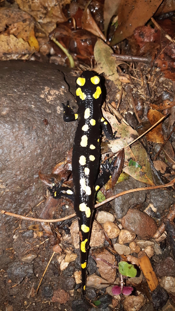 Salamandra infraimmaculata  photographed by רמדאן עיסא 