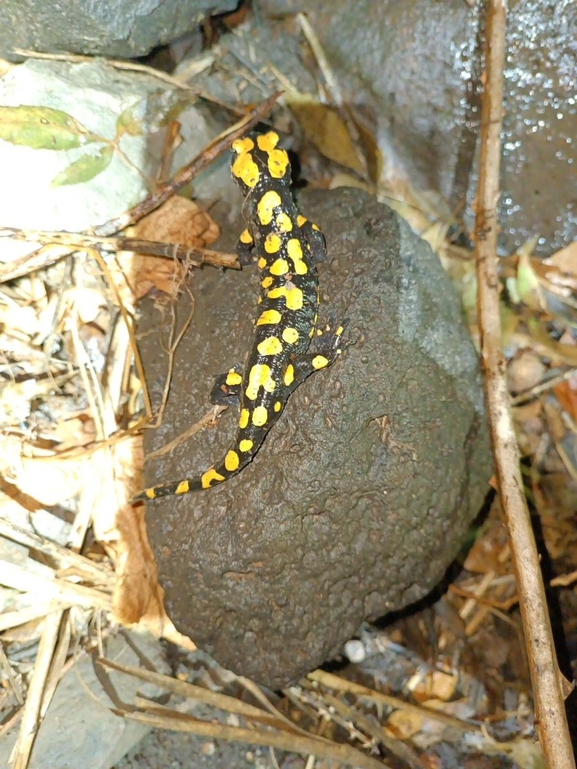 Salamandra infraimmaculata  photographed by רמדאן עיסא 