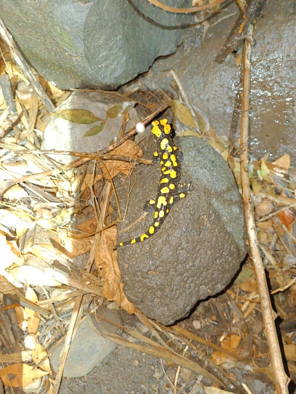 Salamandra infraimmaculata  photographed by רמדאן עיסא 