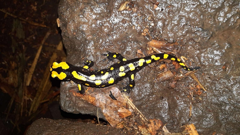 Salamandra infraimmaculata  photographed by רמדאן עיסא 