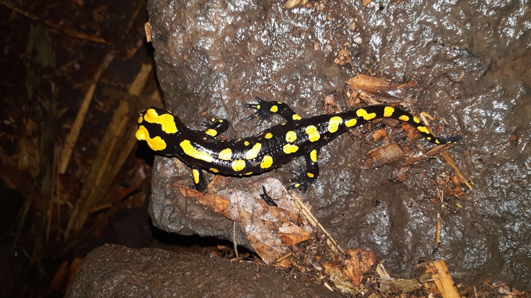 Salamandra infraimmaculata  photographed by רמדאן עיסא 