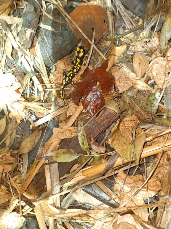 Salamandra infraimmaculata  photographed by רמדאן עיסא 