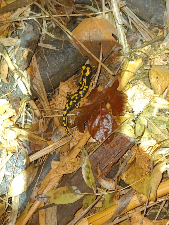 Salamandra infraimmaculata  photographed by רמדאן עיסא 