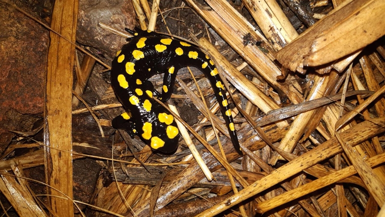 Salamandra infraimmaculata  photographed by רמדאן עיסא 