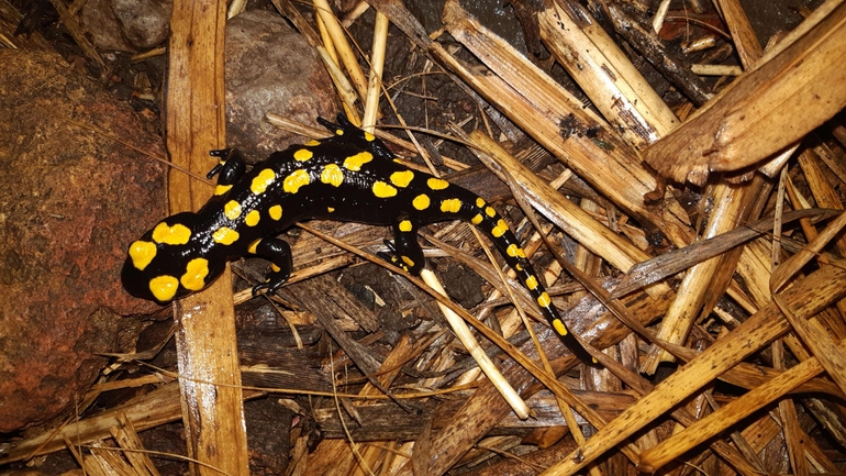 Salamandra infraimmaculata  photographed by רמדאן עיסא 