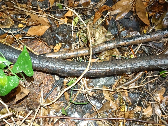 Salamandra infraimmaculata  photographed by רמדאן עיסא 