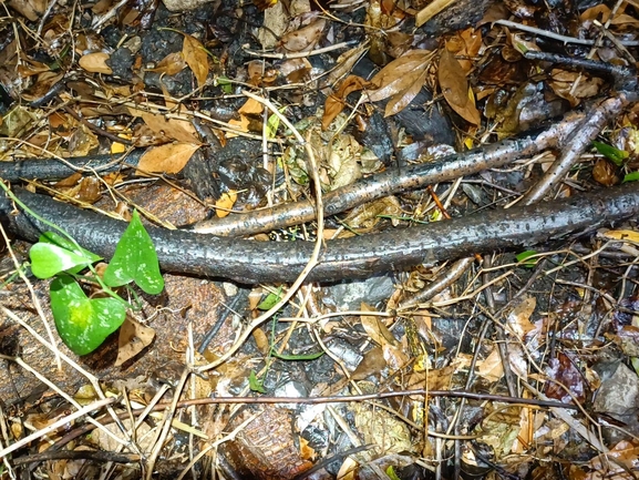 Salamandra infraimmaculata  photographed by רמדאן עיסא 