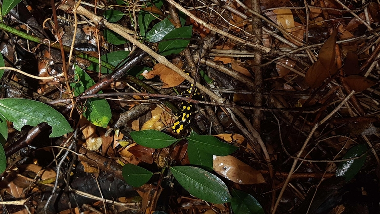 Salamandra infraimmaculata  photographed by רמדאן עיסא 