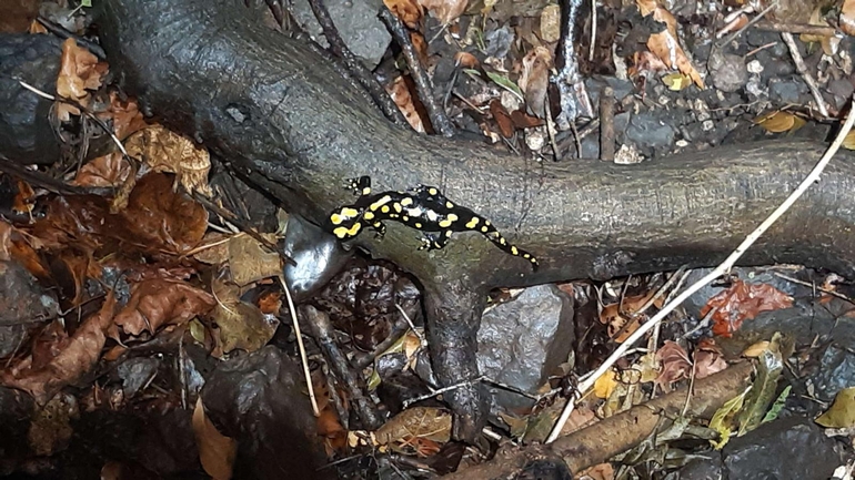 Salamandra infraimmaculata  photographed by רמדאן עיסא 