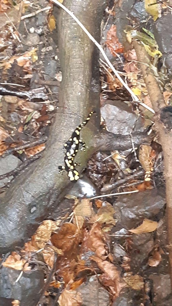 Salamandra infraimmaculata  photographed by רמדאן עיסא 