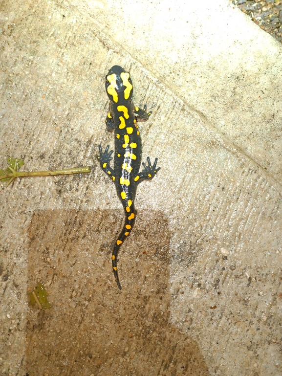 Salamandra infraimmaculata  photographed by רמדאן עיסא 