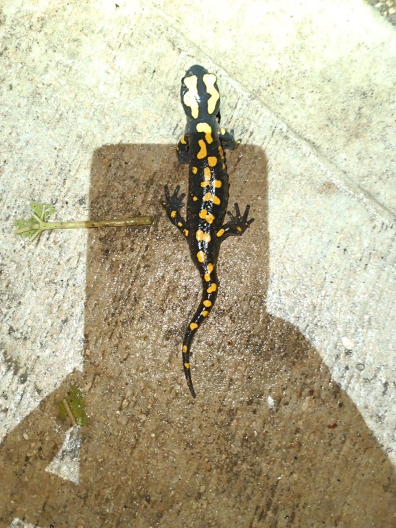 Salamandra infraimmaculata  photographed by רמדאן עיסא 