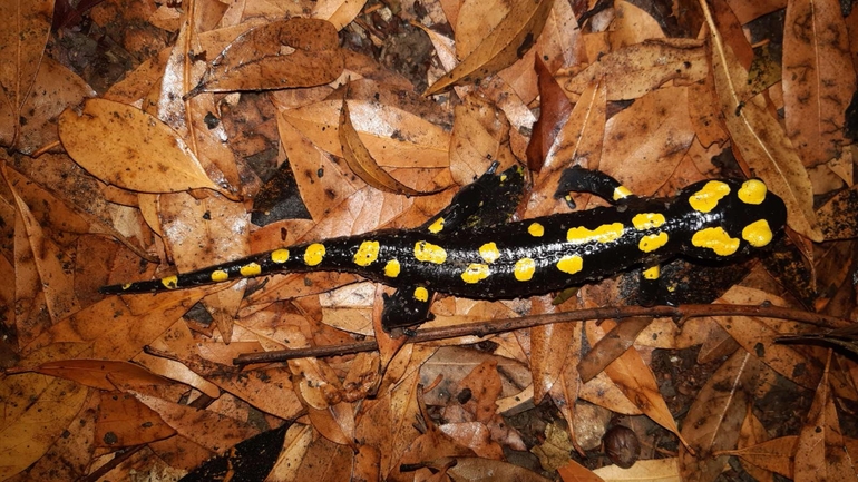 Salamandra infraimmaculata  photographed by רמדאן עיסא 