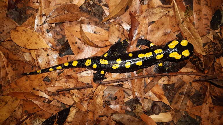 Salamandra infraimmaculata  photographed by רמדאן עיסא 