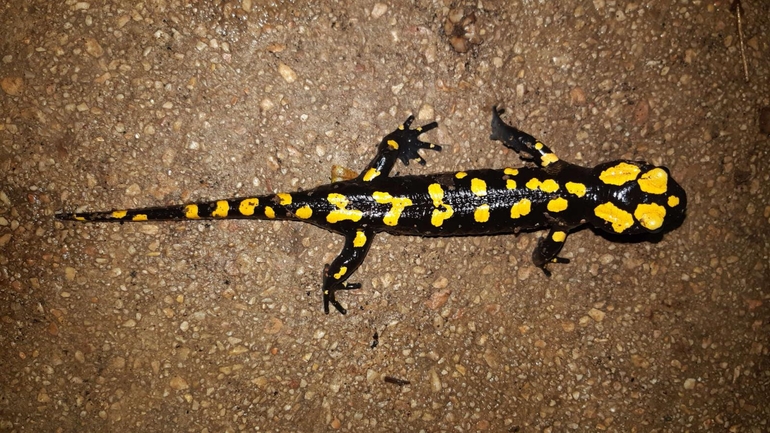 Salamandra infraimmaculata  photographed by רמדאן עיסא 