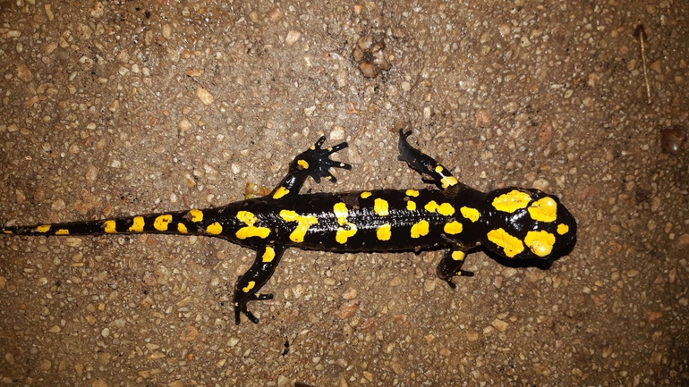 Salamandra infraimmaculata  photographed by רמדאן עיסא 