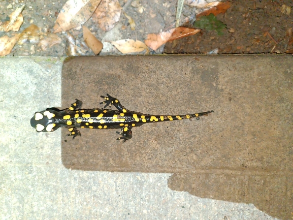 Salamandra infraimmaculata  photographed by רמדאן עיסא 