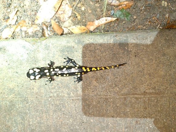 Salamandra infraimmaculata  photographed by רמדאן עיסא 