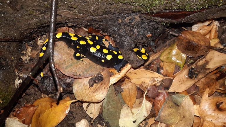 Salamandra infraimmaculata  photographed by רמדאן עיסא 