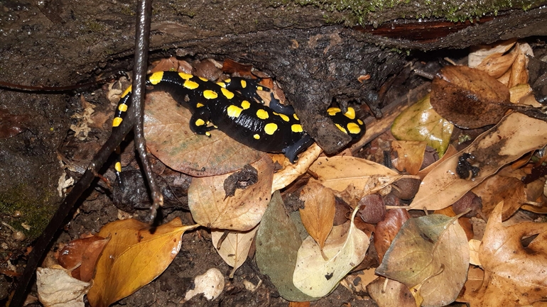 Salamandra infraimmaculata  photographed by רמדאן עיסא 