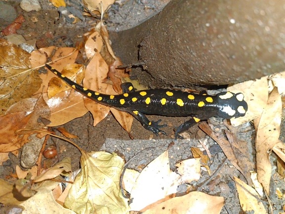 Salamandra infraimmaculata  photographed by רמדאן עיסא 