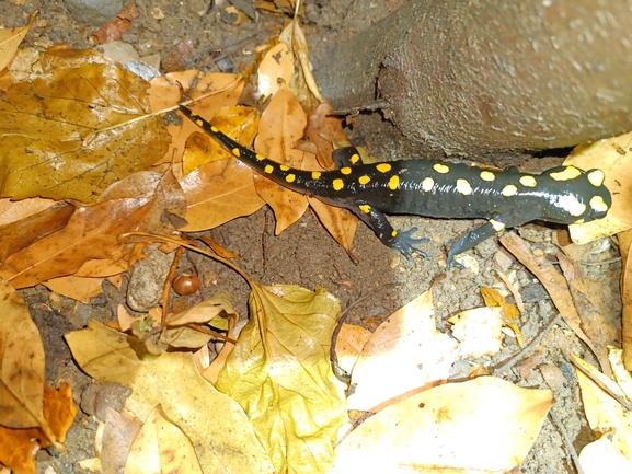 Salamandra infraimmaculata  photographed by רמדאן עיסא 