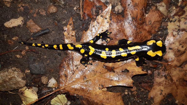 Salamandra infraimmaculata  photographed by רמדאן עיסא 