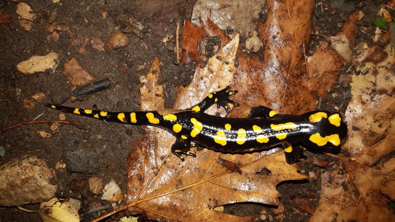 Salamandra infraimmaculata  photographed by רמדאן עיסא 