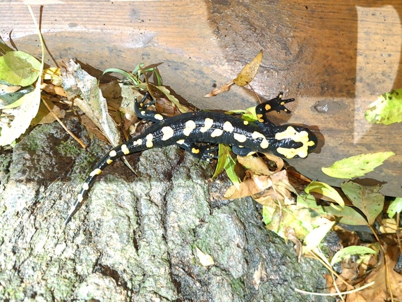 Salamandra infraimmaculata  photographed by רמדאן עיסא 