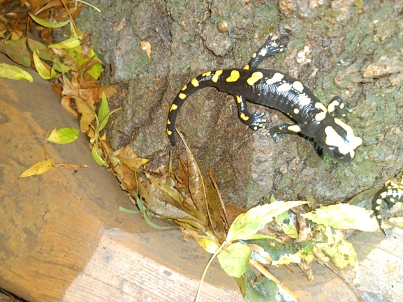 Salamandra infraimmaculata  photographed by רמדאן עיסא 